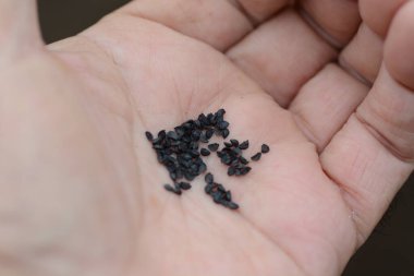 Bu ve sebze bahçesindeki iş. Toprak hazırlığından hasat etmeye kadar..