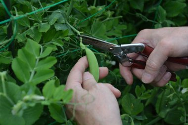 Bu ve sebze bahçesindeki iş. Toprak hazırlığından hasat etmeye kadar..
