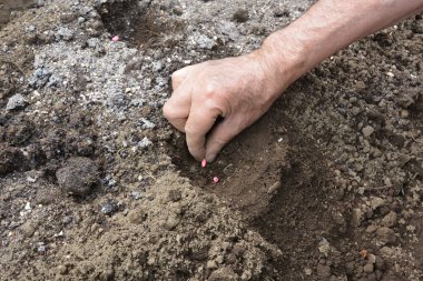 Bu ve sebze bahçesindeki iş. Toprak hazırlığından hasat etmeye kadar..