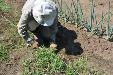 Bu ve sebze bahçesindeki iş. Toprak hazırlığından hasat etmeye kadar..