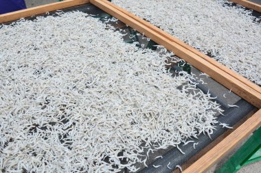 Kaynamış ve yarı kurumuş beyaz yem. Japonya 'da Shirasuboshi deniyor..