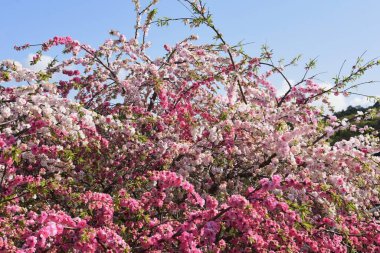 Şeftali çiçeği, rengarenk kırmızı, beyaz ve pembe çiçeklerin açtığı yaprak döken bir gül çalısıdır..