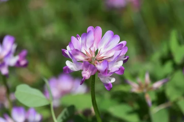 Vetch Lait Chinois Pleine Floraison — Photo