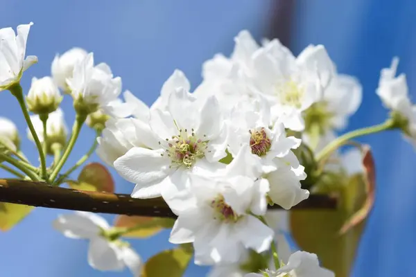 梨はバラ科の花で 春はエレガントで美しい花を咲かせます — ストック写真