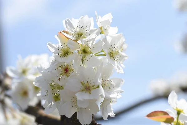 梨はバラ科の花で 春はエレガントで美しい花を咲かせます — ストック写真