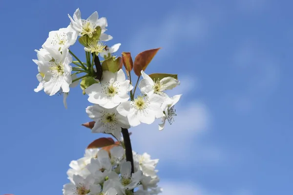 梨はバラ科の花で 春はエレガントで美しい花を咲かせます — ストック写真