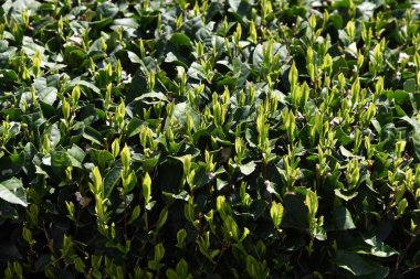 Japon çay tarlaları, Awagatake, Kakegawa Şehri, Shizuoka Bölgesi.