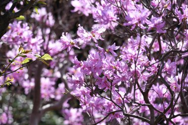 Rododendron dilatatum çiçekleri. Ericaceae yaprak döken çalı.