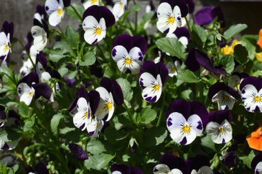 Viola (Violet homoseksüel) - Violaceae bitkisi.