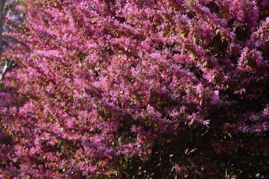 Çin çalı çiçekleri. Hamamelidaceae Her zaman yeşil çalı.
