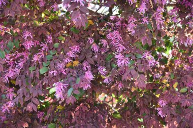Çin çalı çiçekleri. Hamamelidaceae Her zaman yeşil çalı.
