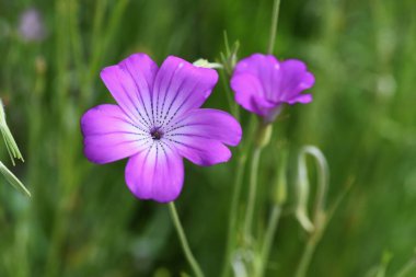 Mısır midyesi (Agrostemma githago) çiçekleri. Caryophyllaceae yıllık bitkisi.