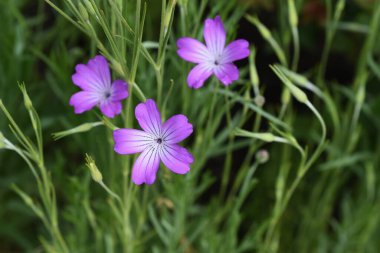 Mısır midyesi (Agrostemma githago) çiçekleri. Caryophyllaceae yıllık bitkisi.