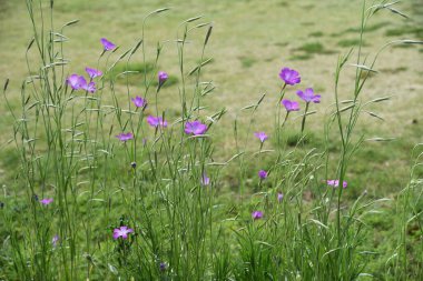 Mısır midyesi (Agrostemma githago) çiçekleri. Caryophyllaceae yıllık bitkisi.