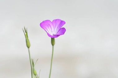 Mısır midyesi (Agrostemma githago) çiçekleri. Caryophyllaceae yıllık bitkisi.