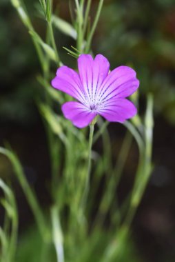Mısır midyesi (Agrostemma githago) çiçekleri. Caryophyllaceae yıllık bitkisi.
