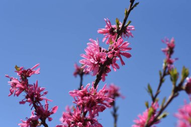 Amigdalus persica cv. Stellata çiçekleri. Rosaceae yaprak döken ovuşturma.