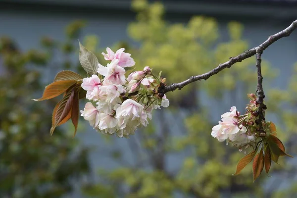 Prunus Salicina Japonská Švestka Plném Květu — Stock fotografie
