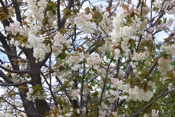 Prunus Salicina Ιαπωνικό Δαμάσκηνο Πλήρη Άνθιση — Φωτογραφία Αρχείου