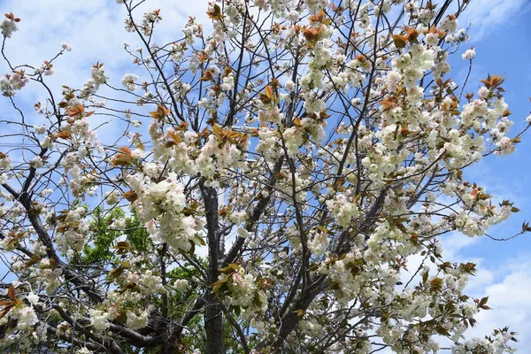 Prunus Salicina Japonská Švestka Plném Květu — Stock fotografie