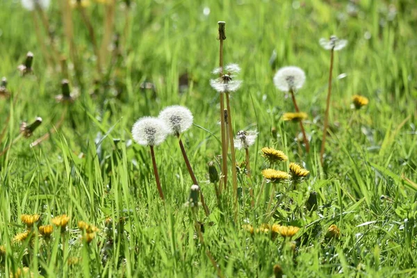 Dandelion Flowers Fluff Perennial Plant Asteraceae Family Grows Roadside — Stock Photo, Image