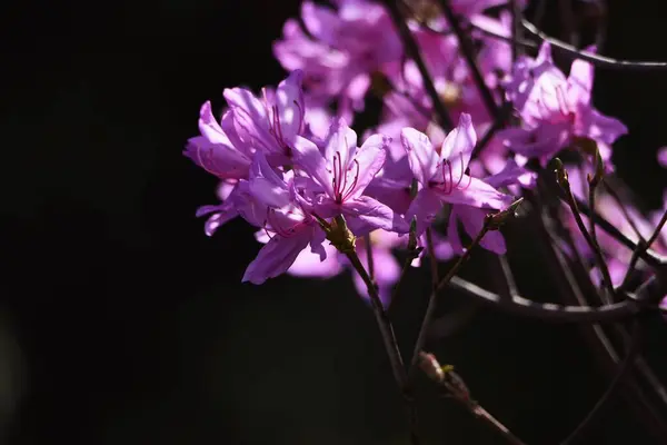 Rhododendron Dilatum Květiny Ericaceae Listnatý Keř — Stock fotografie