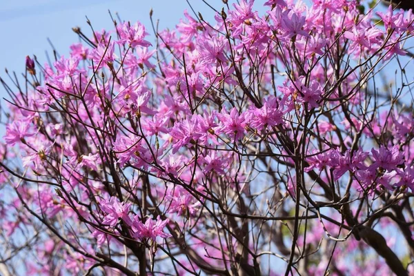 ツツジの花が咲きます 落葉低木 — ストック写真