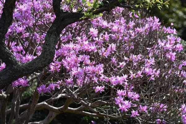 Rhododendron Dilatum Květiny Ericaceae Listnatý Keř — Stock fotografie