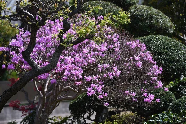 ツツジの花が咲きます 落葉低木 — ストック写真