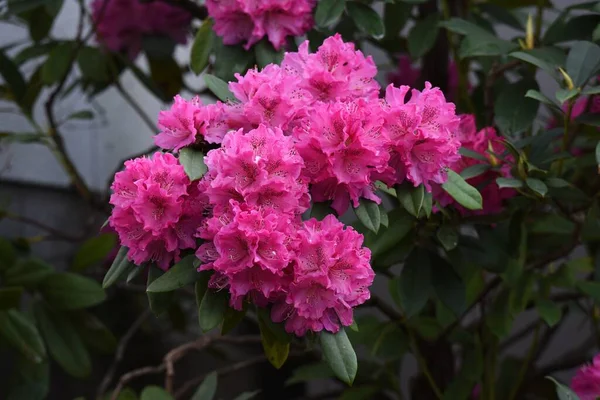 Rododendron Kwitnie Piękne Kwiaty Wiosną — Zdjęcie stockowe