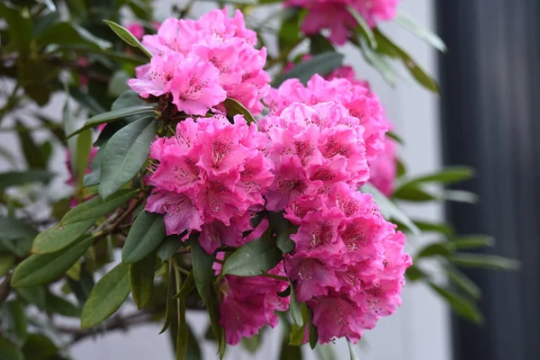 Rhododendron Virágzik Gyönyörű Virágok Tavasszal — Stock Fotó