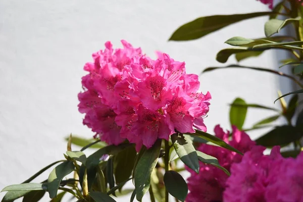 Rododendron Kwitnie Piękne Kwiaty Wiosną — Zdjęcie stockowe