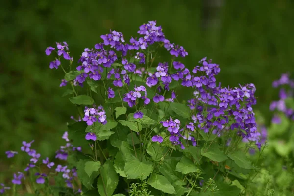 Chinese Violet Cress Orychophragmus Violaceus Brassicaceae Plant — Stock Photo, Image