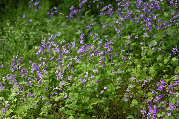 Agrião Violeta Chinês Orychophragmus Violaceus Brassicaceae Planta — Fotografia de Stock
