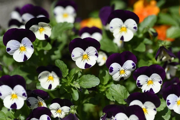 Viola (Violet homoseksüel) - Violaceae bitkisi.