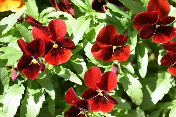 Viola (Violet homoseksüel) - Violaceae bitkisi.