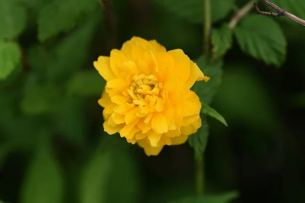 Dupla Virágú Japán Kerria Virágok Rosaceae Növény — Stock Fotó