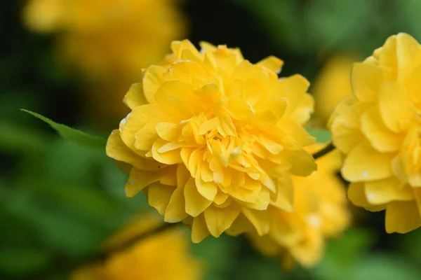 八重咲きの日本のケリアの花 バラ科植物 — ストック写真