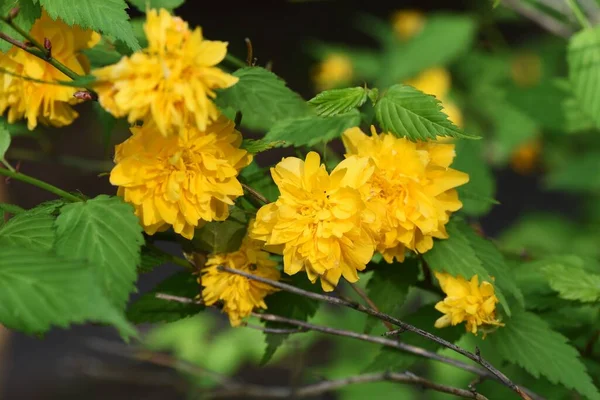 Double Flowered Japanese Kerria Flowers Rosaceae Plant — Stock Photo, Image