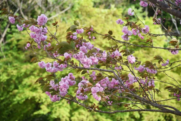 満開の八重桜 — ストック写真