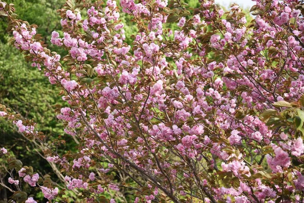 Dvojité Třešňové Květy Plném Květu — Stock fotografie