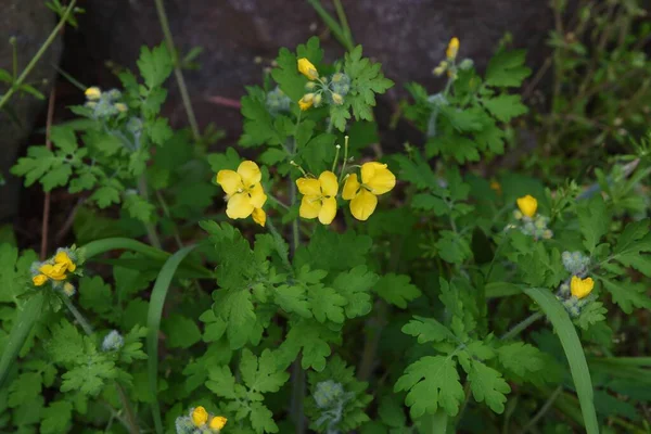 Större Celandin Chelidonium Majus Blommor Denna Växt Papaveraceae Giftig Växt — Stockfoto