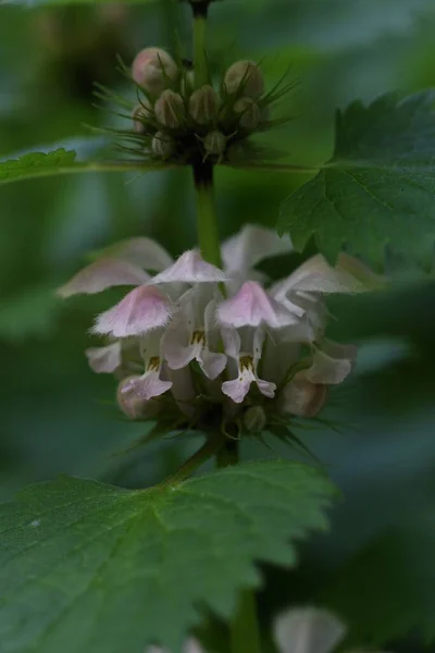 Martwy Pokrzywa Jest Wieloletnia Lamiaceae Rośnie Półcieniu Pola — Zdjęcie stockowe