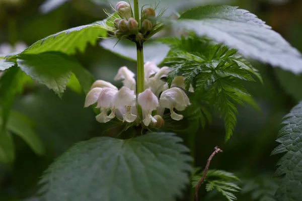 Mrtvá Kopřiva Trvalka Lamiaceae Roste Polostínu Pole — Stock fotografie