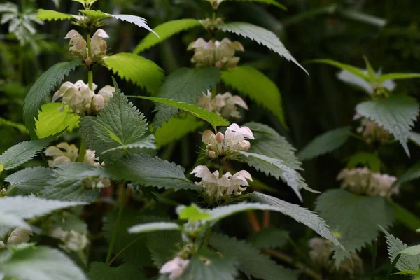 Mrtvá Kopřiva Trvalka Lamiaceae Roste Polostínu Pole — Stock fotografie