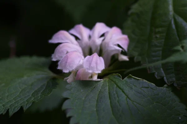 Martwy Pokrzywa Jest Wieloletnia Lamiaceae Rośnie Półcieniu Pola — Zdjęcie stockowe