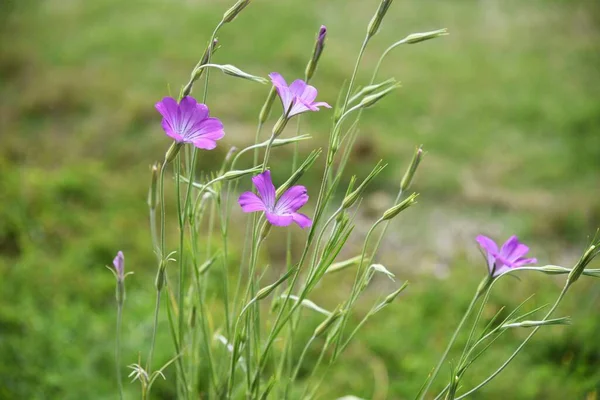 Corn Cockle Agrostemma Githago Flowers Caryophyllaceae Annual Plant — Stock Photo, Image