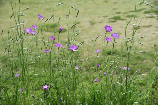 Mısır midyesi (Agrostemma githago) çiçekleri. Caryophyllaceae yıllık bitkisi.