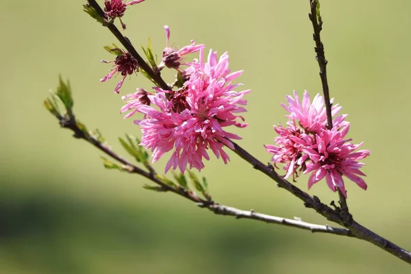 扁桃体Perica ステラタの花 バラ科の落葉低木 — ストック写真