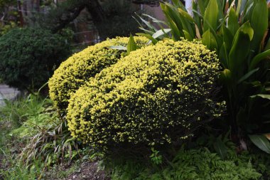 Yuvarlak budanmış cüce Japon porsuğu. Taxaceae her zaman yeşil çalı.